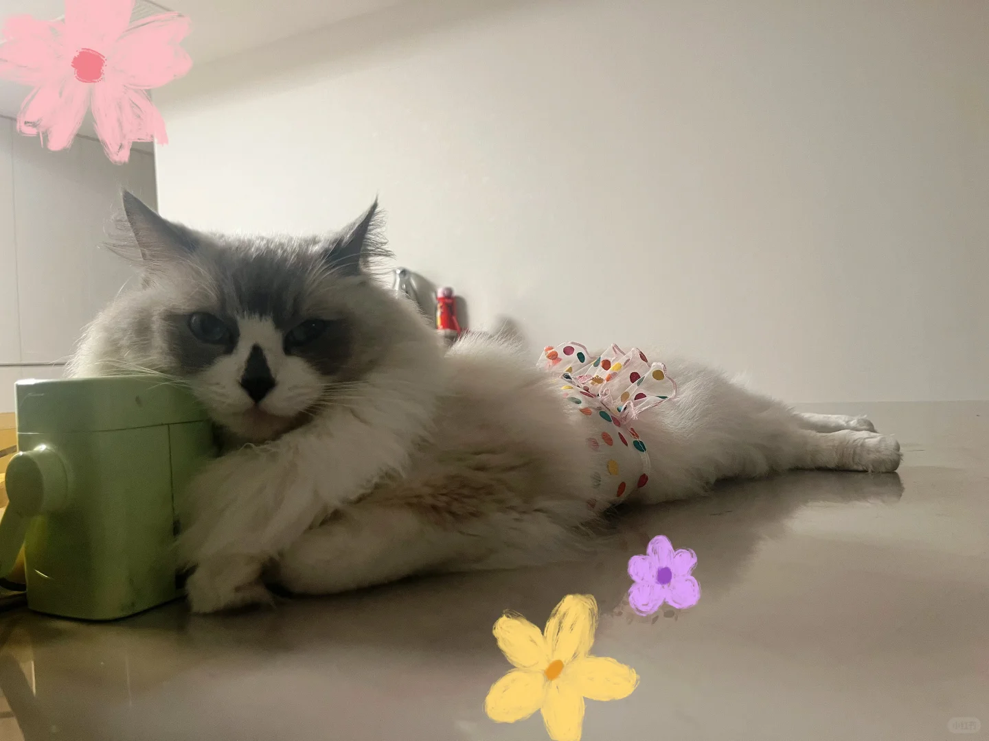 妖娆妩媚性感迷人的小喵咪🥰