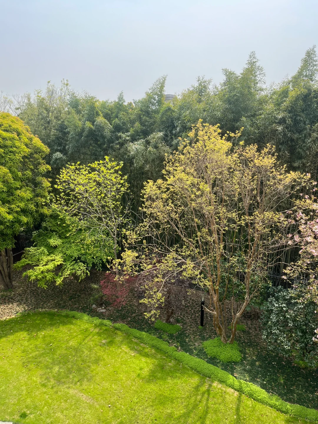谁懂，近2亩院子种各种树，一年四季不同风景