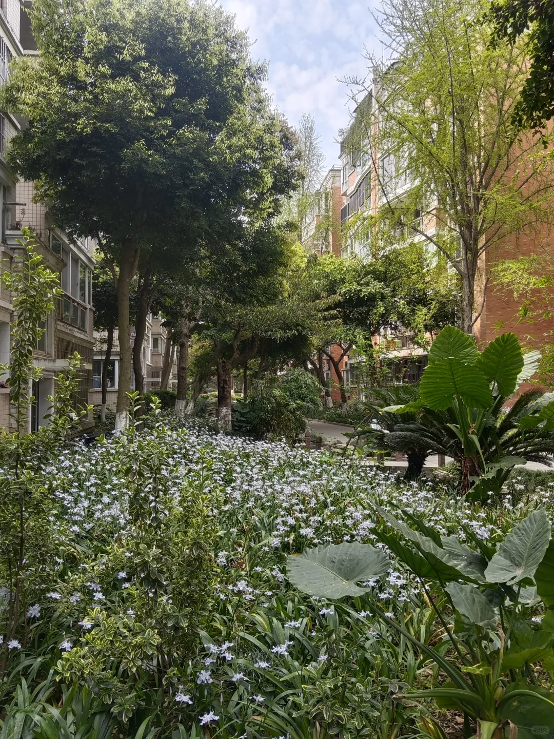2003年的老洋房小区
