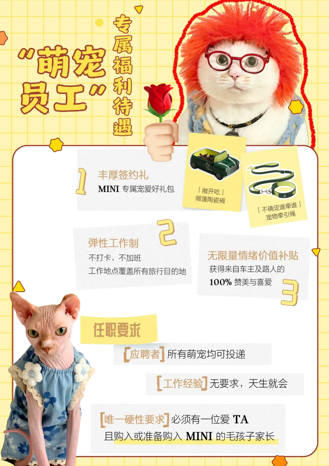 胖瘦猫今天准备干点正事！