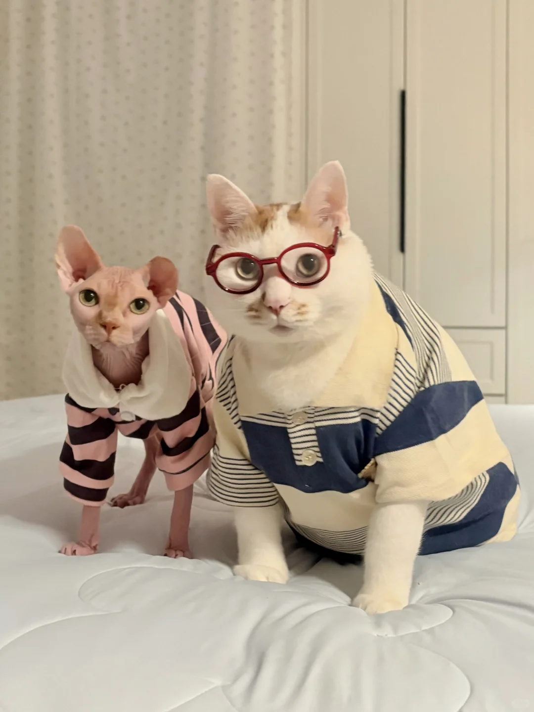 胖瘦猫今天准备干点正事！
