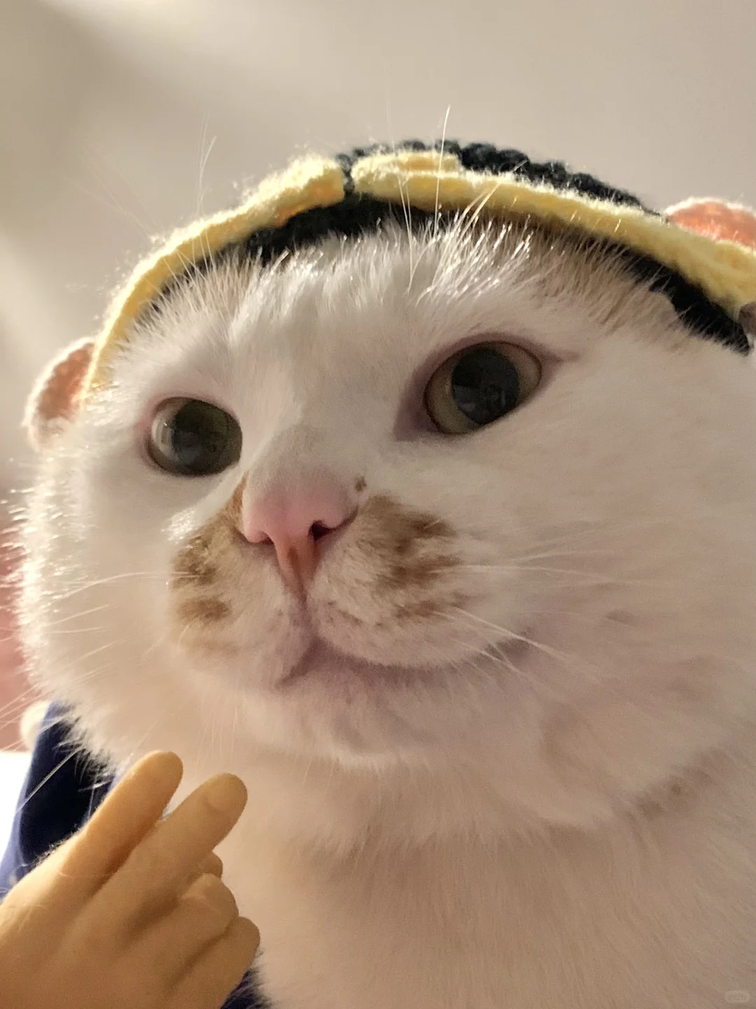 胖瘦猫今天准备干点正事！