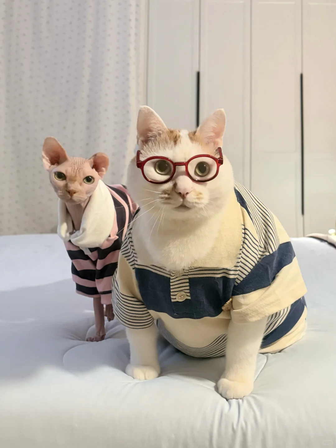 胖瘦猫今天准备干点正事！