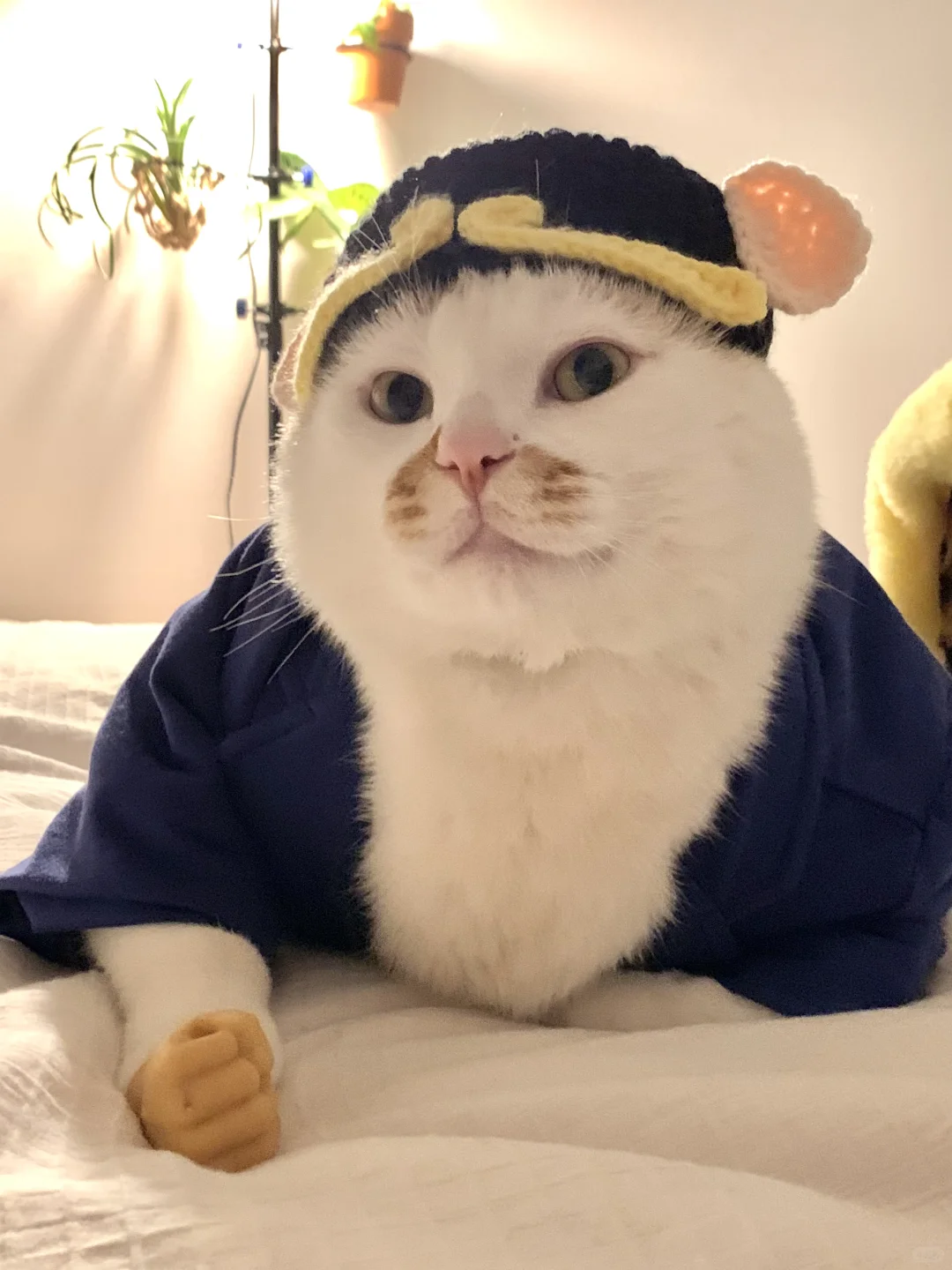 胖瘦猫今天准备干点正事！