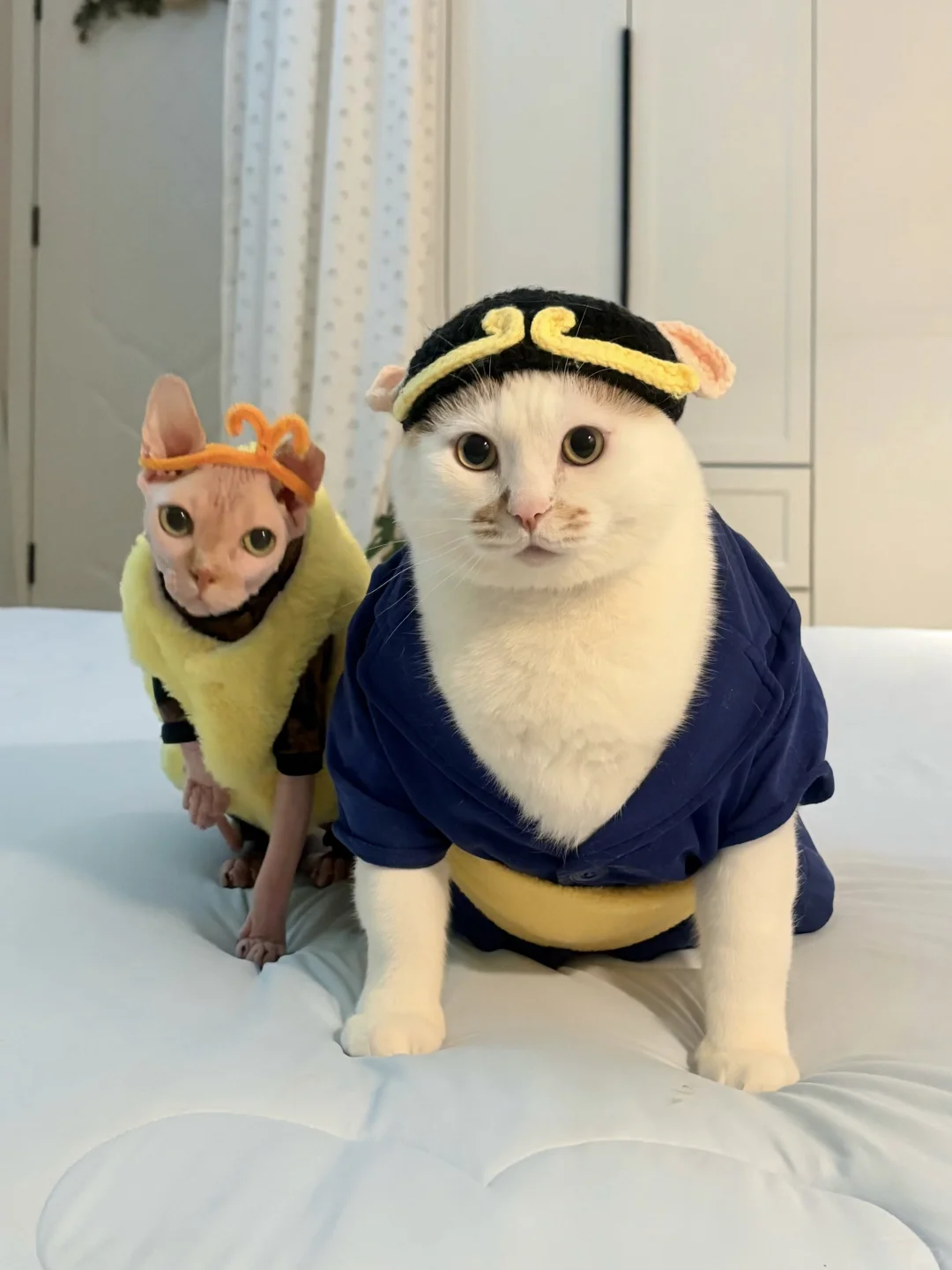 胖瘦猫今天准备干点正事！