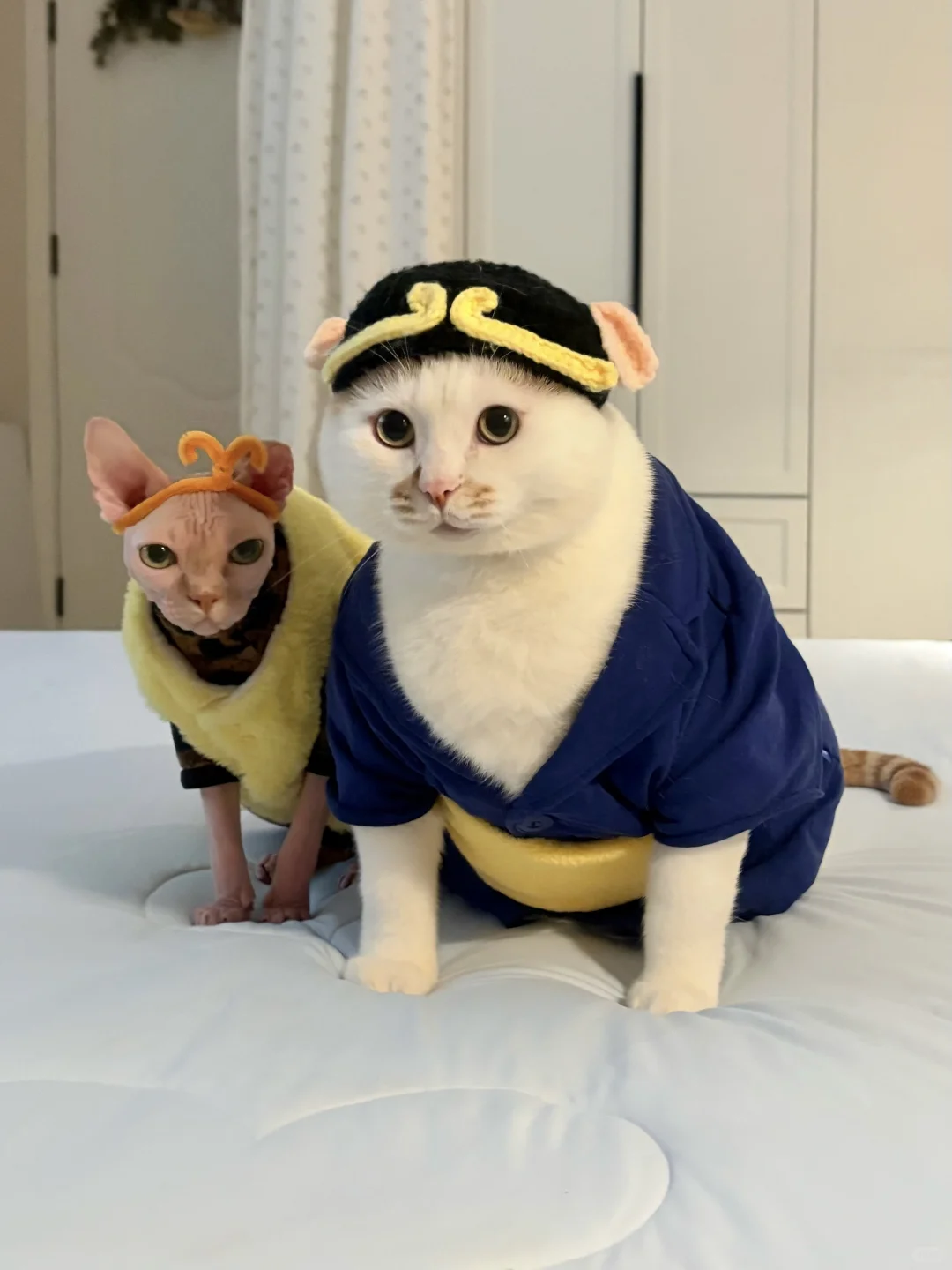 胖瘦猫今天准备干点正事！