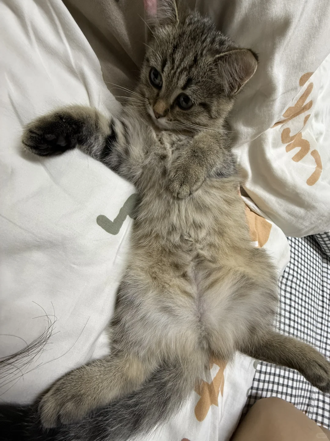 妖娆小咪在线邀请