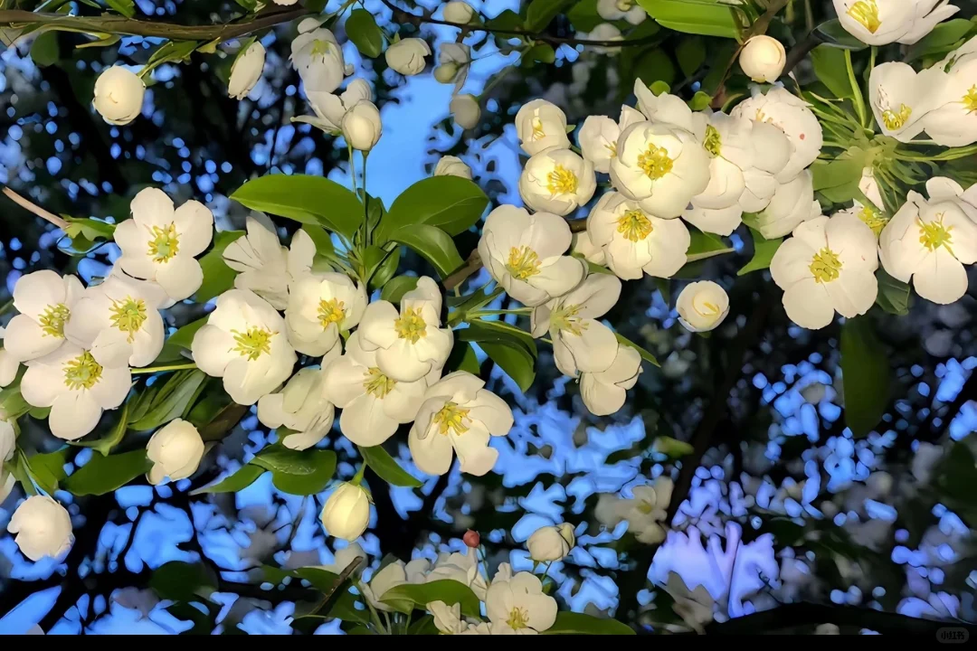 Share｜IPad3D平板壁纸