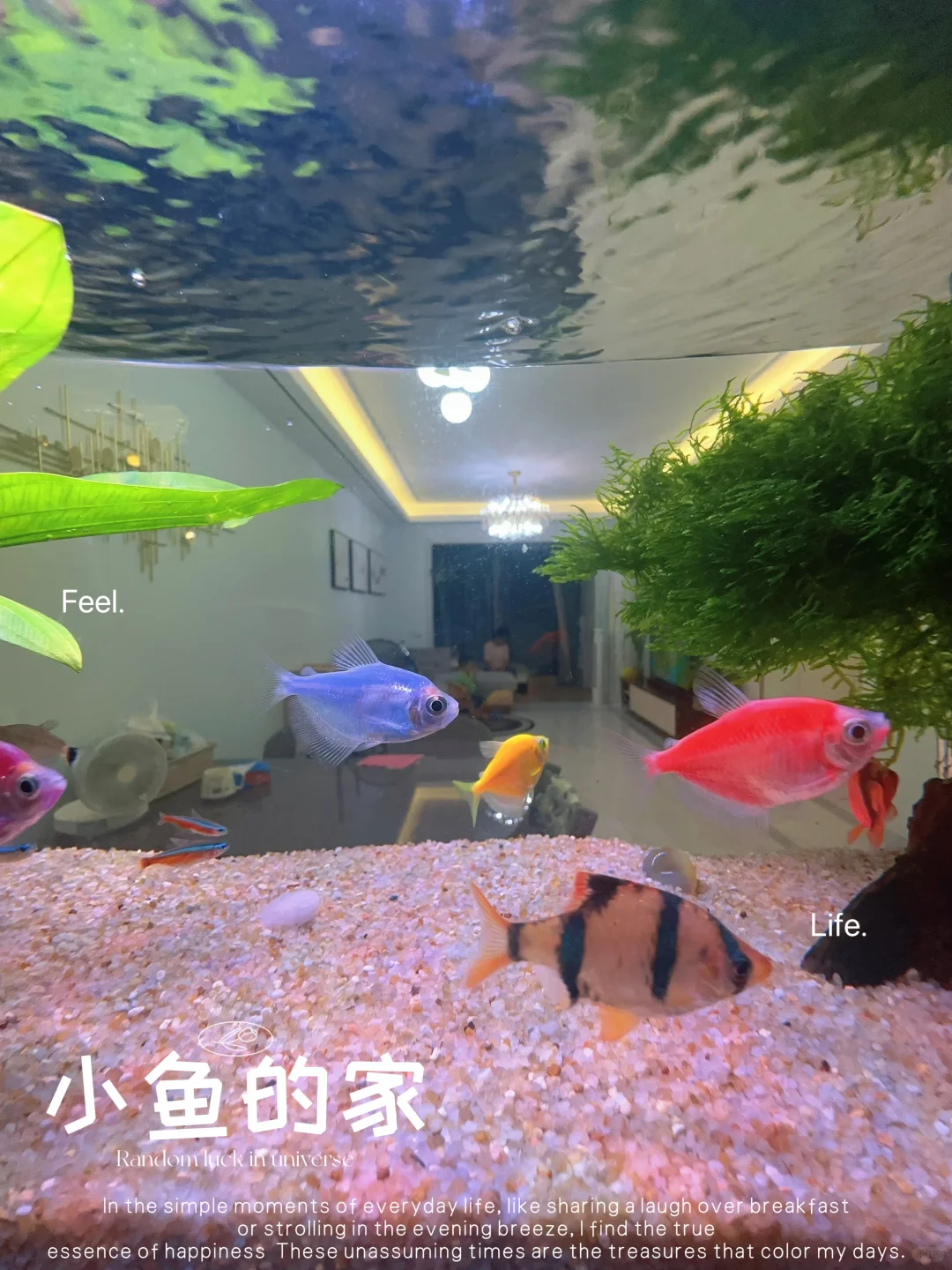 房主本人出售自住的房子啦😊
