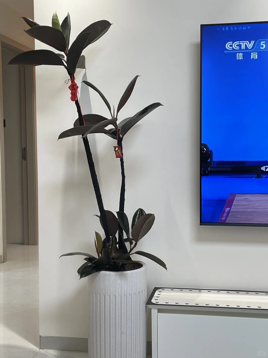 家人们可以暂停一下恭喜我搬新家吗😃