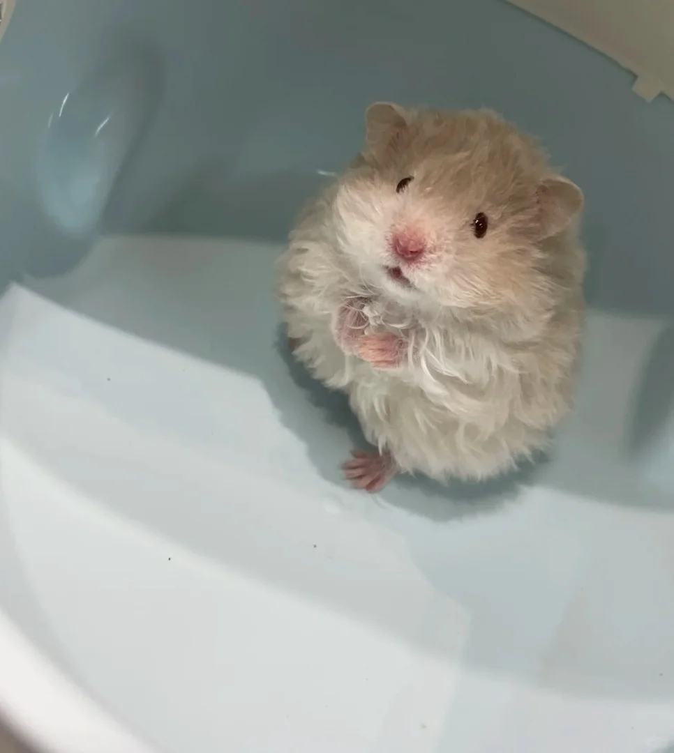 求购鼠鼠！求求求了！