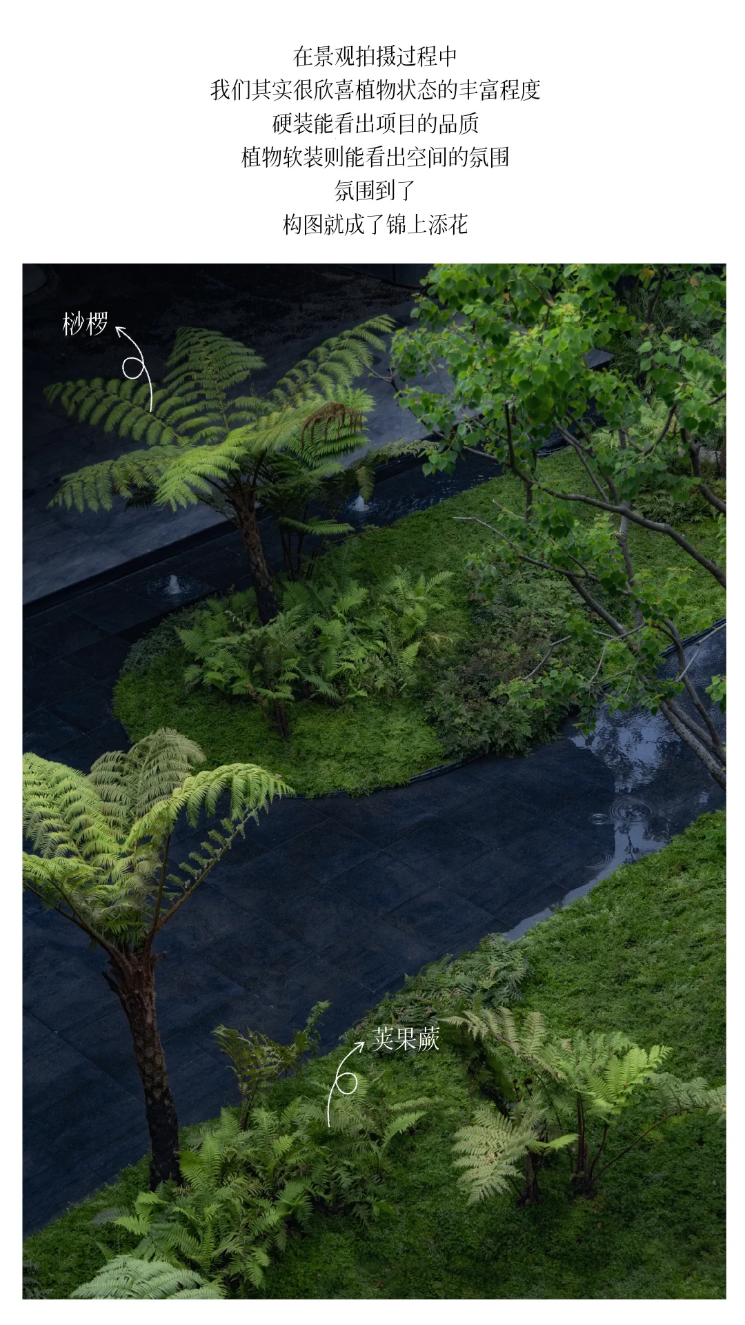 成都｜华润·华宸府景观拍摄（植物专篇）