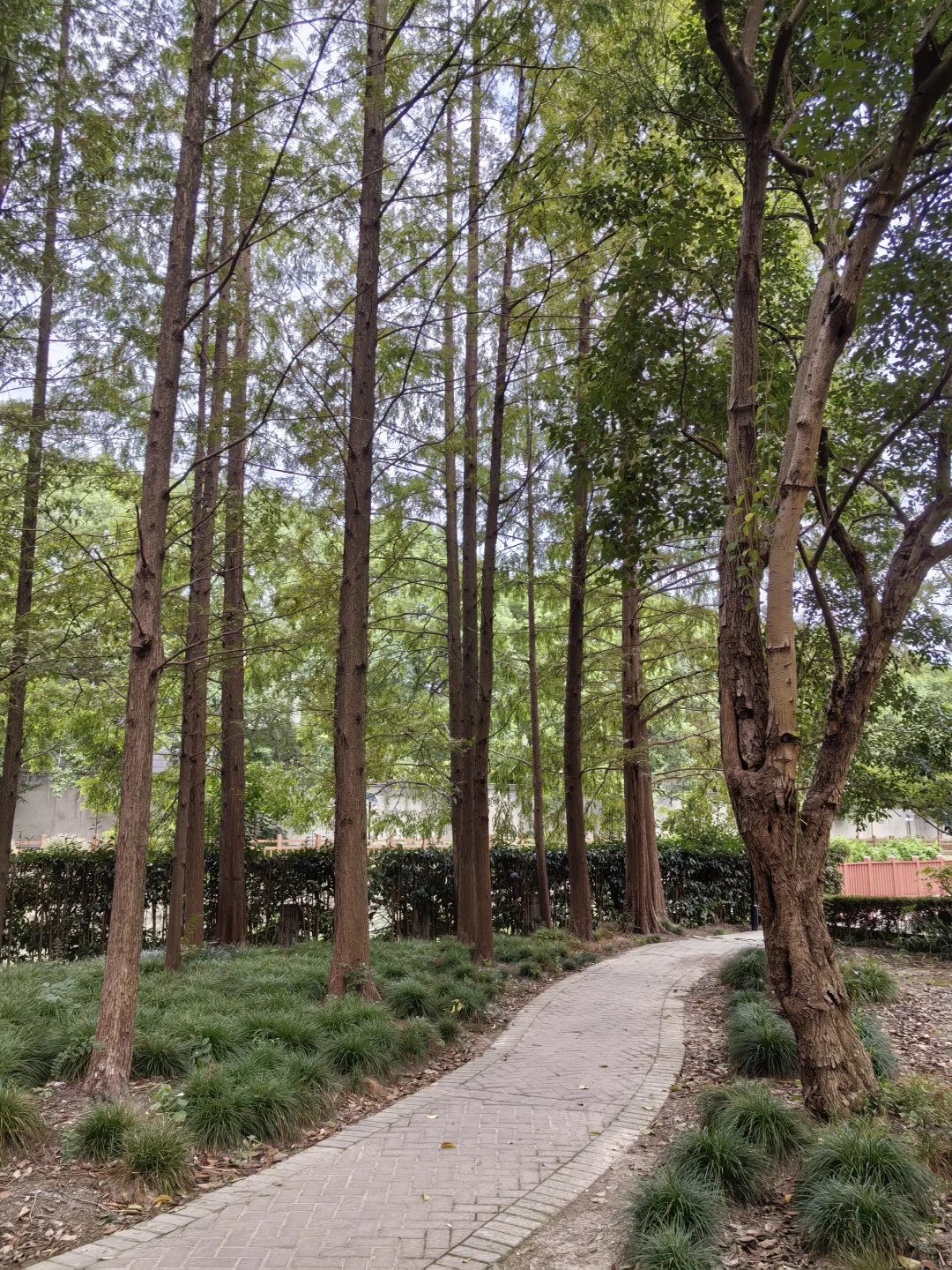 这个小区真的好好啊！🌳💚