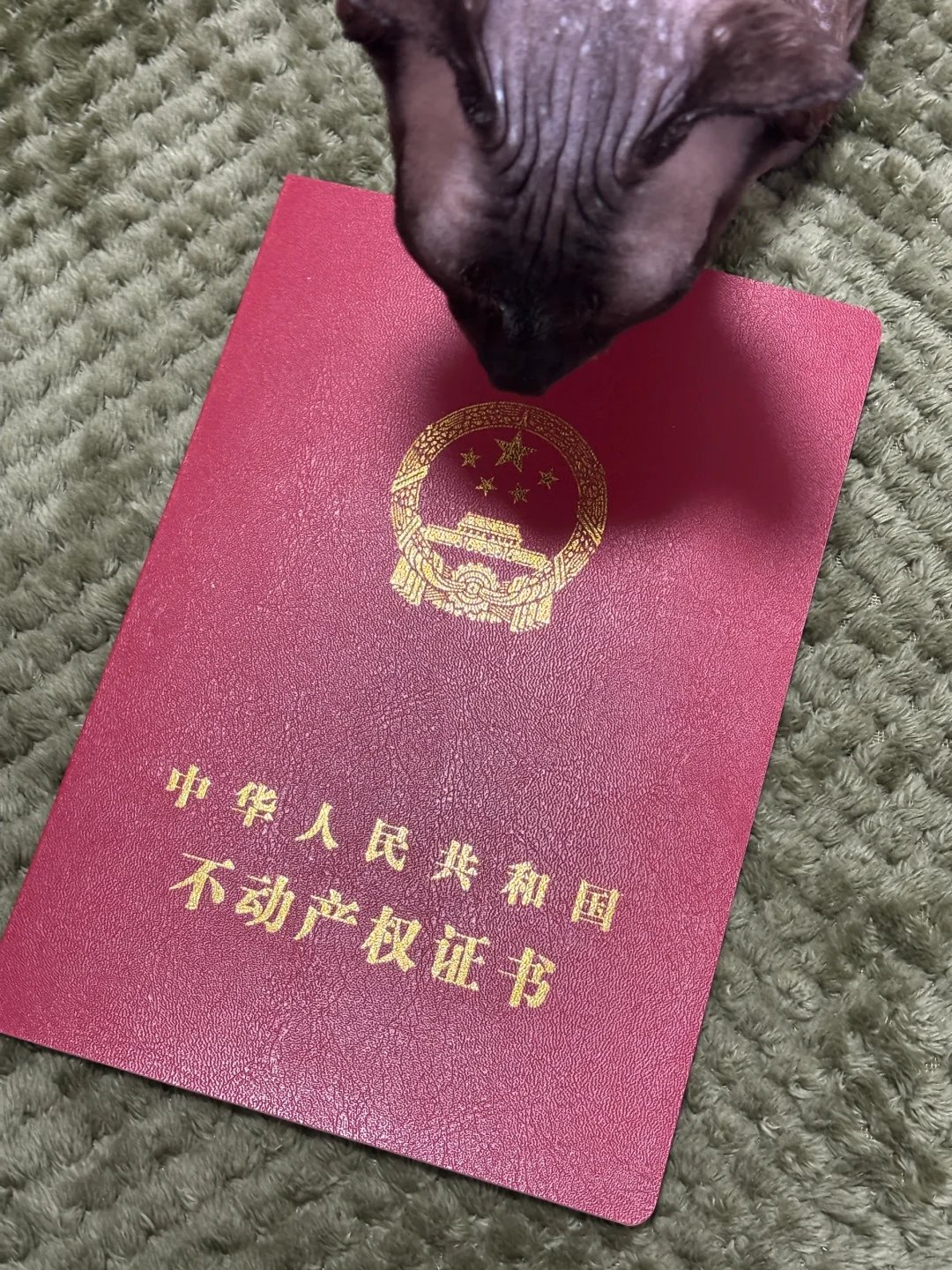 公寓房产证下来啦！！！
