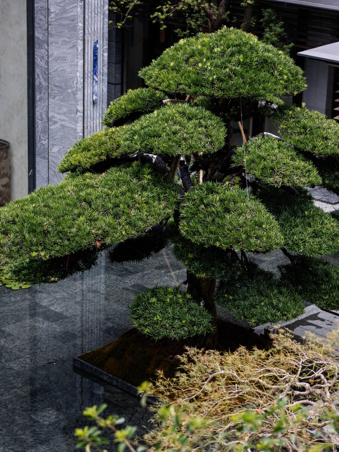 苏州绿城「凤起潮鸣」合院｜沉浸东方美学~🍃