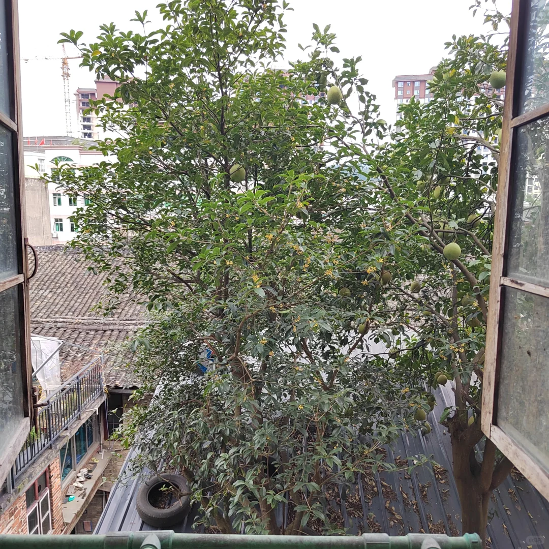 43年老房龄的生活日常