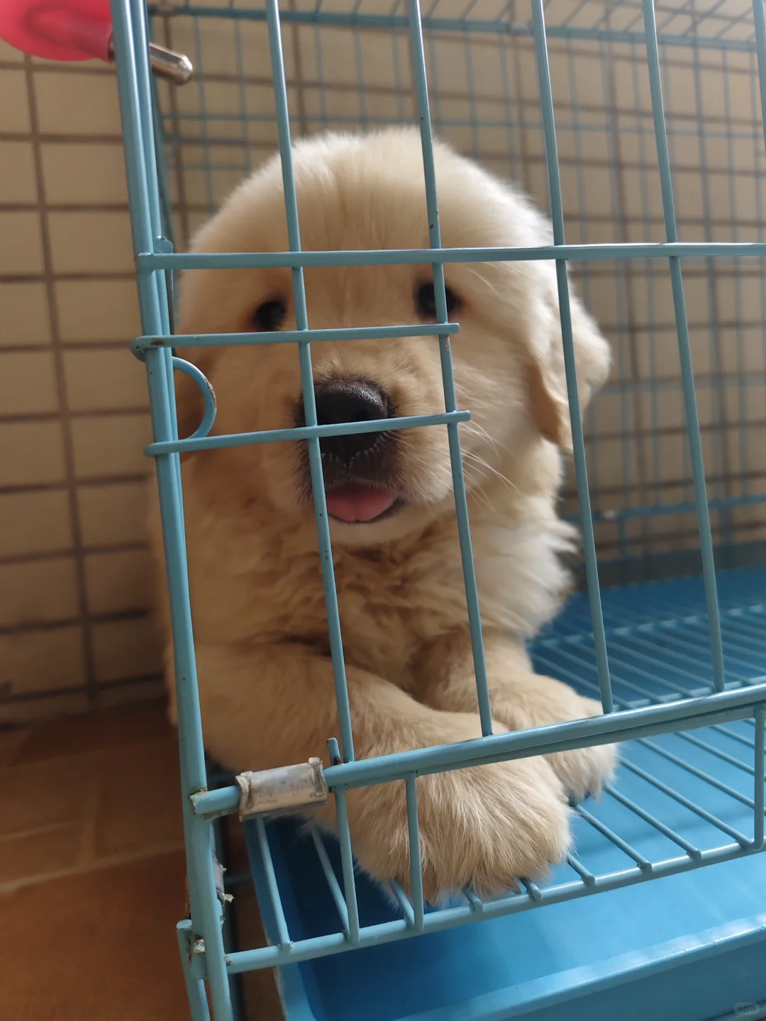 刚领回来的小狗，不会很吵的