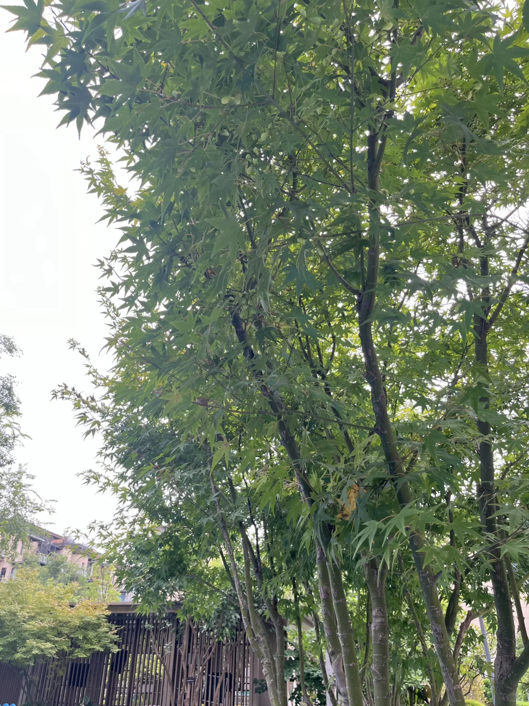 大学城🏡业主急售！49万买92平三房带树人🎒