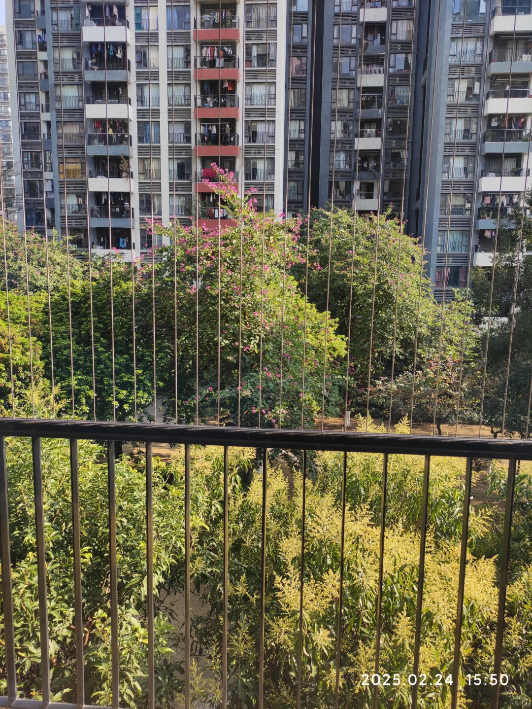 广州第一批限价房小区已经绿树成荫
