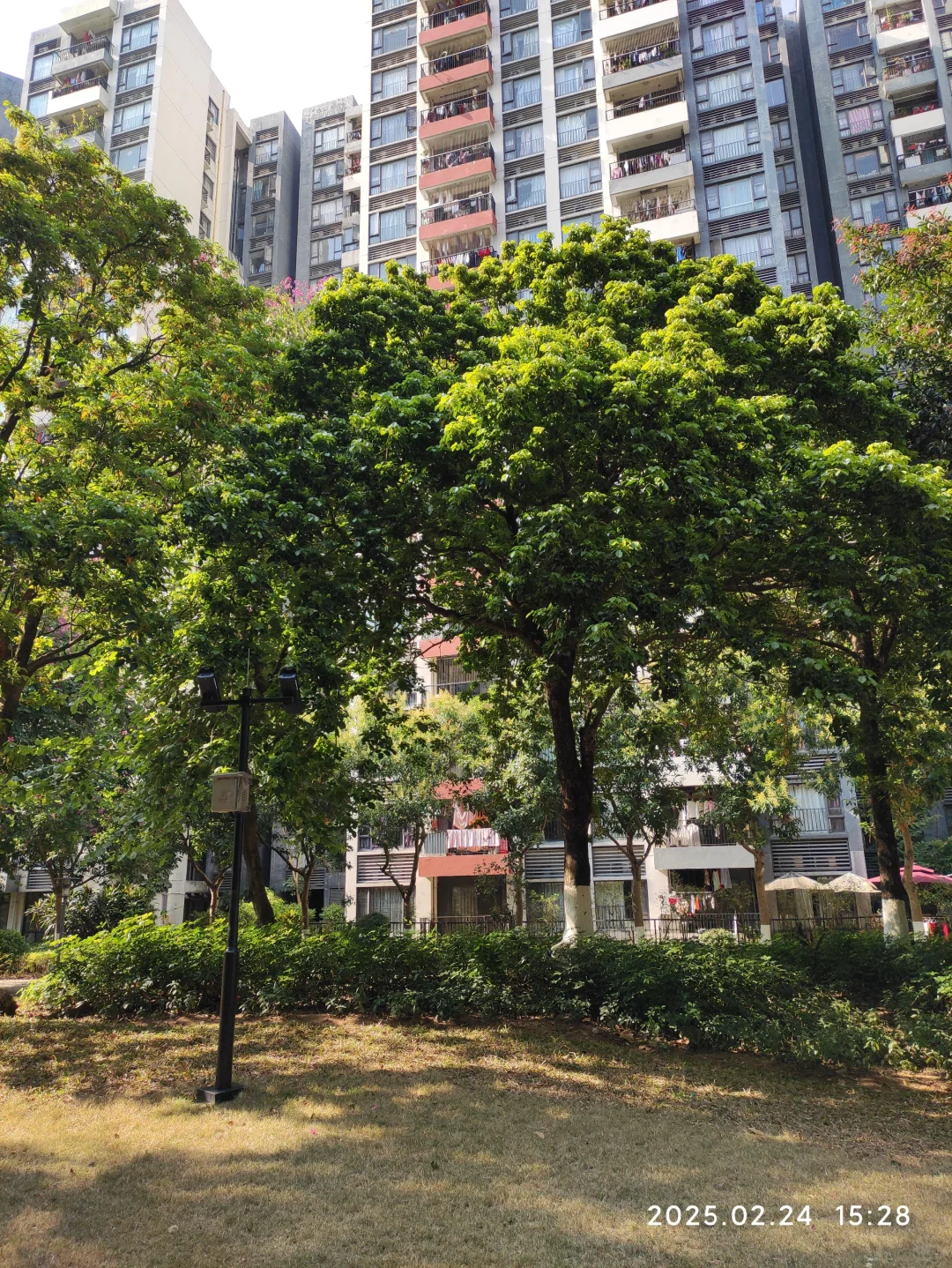 广州第一批限价房小区已经绿树成荫