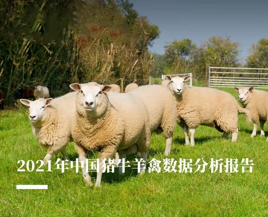 5份合集|2021-2024最新中国肉牛行业研报