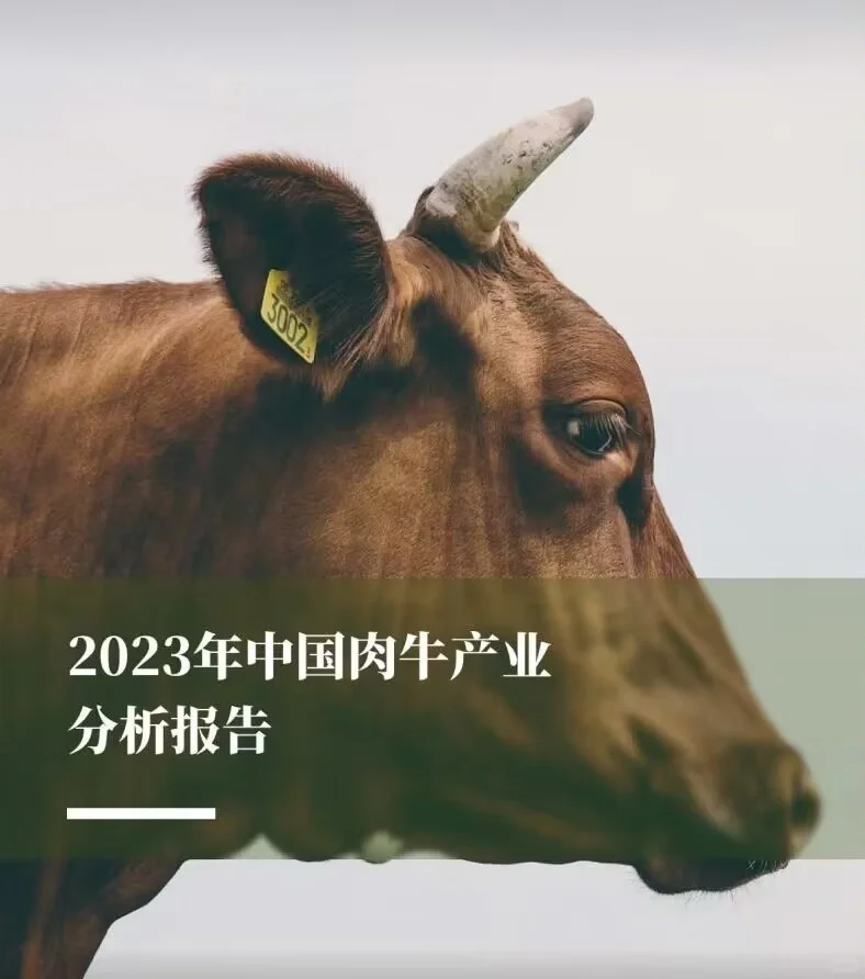 5份合集|2021-2024最新中国肉牛行业研报