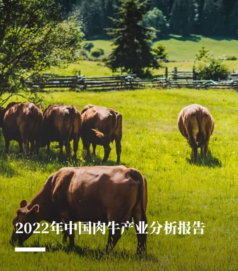 5份合集|2021-2024最新中国肉牛行业研报