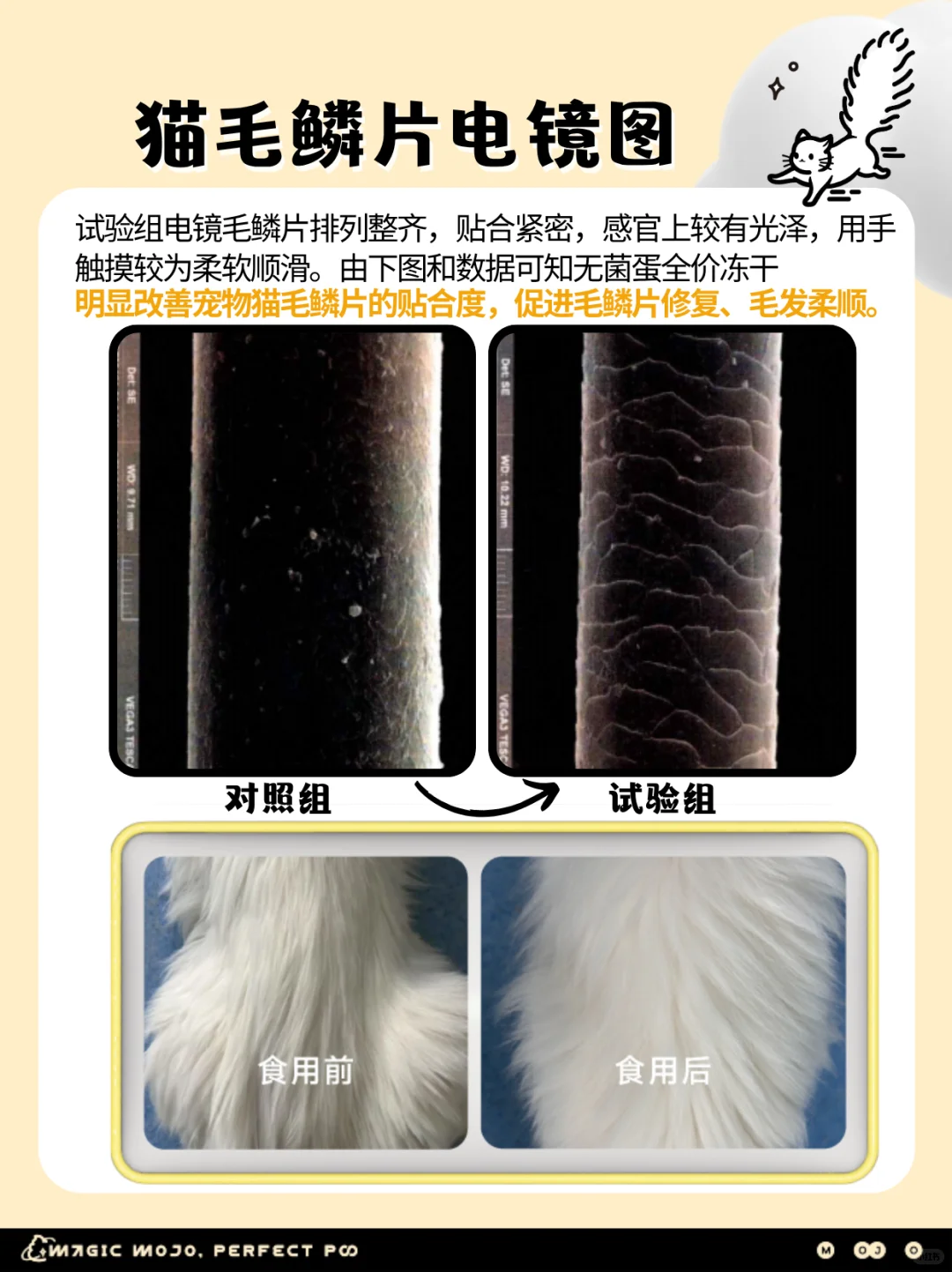 报告»45天爆改炸毛小猫📑 山东农科院实证 ✅