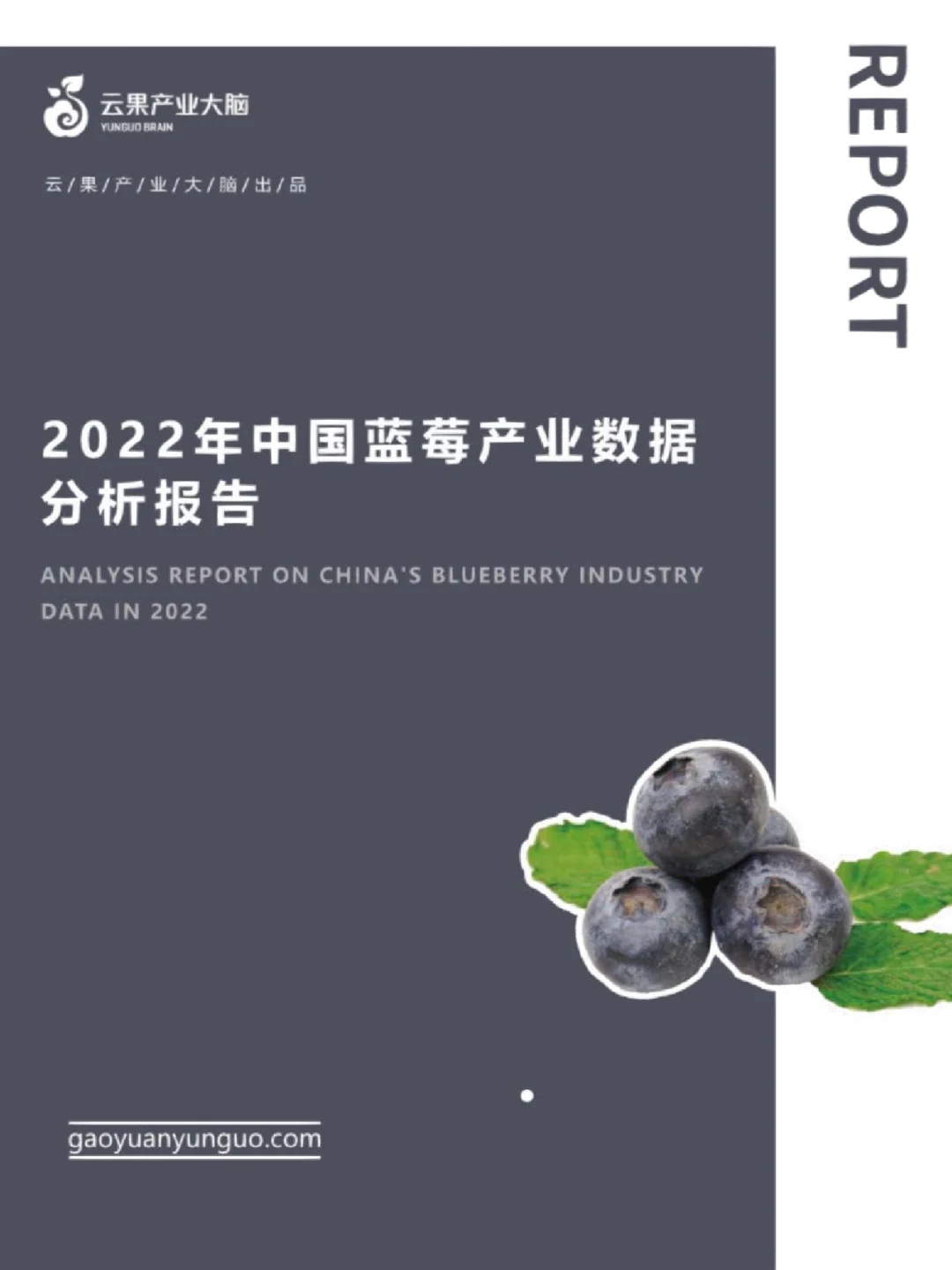 2022中国蓝莓产业数据分析报告🫐真香