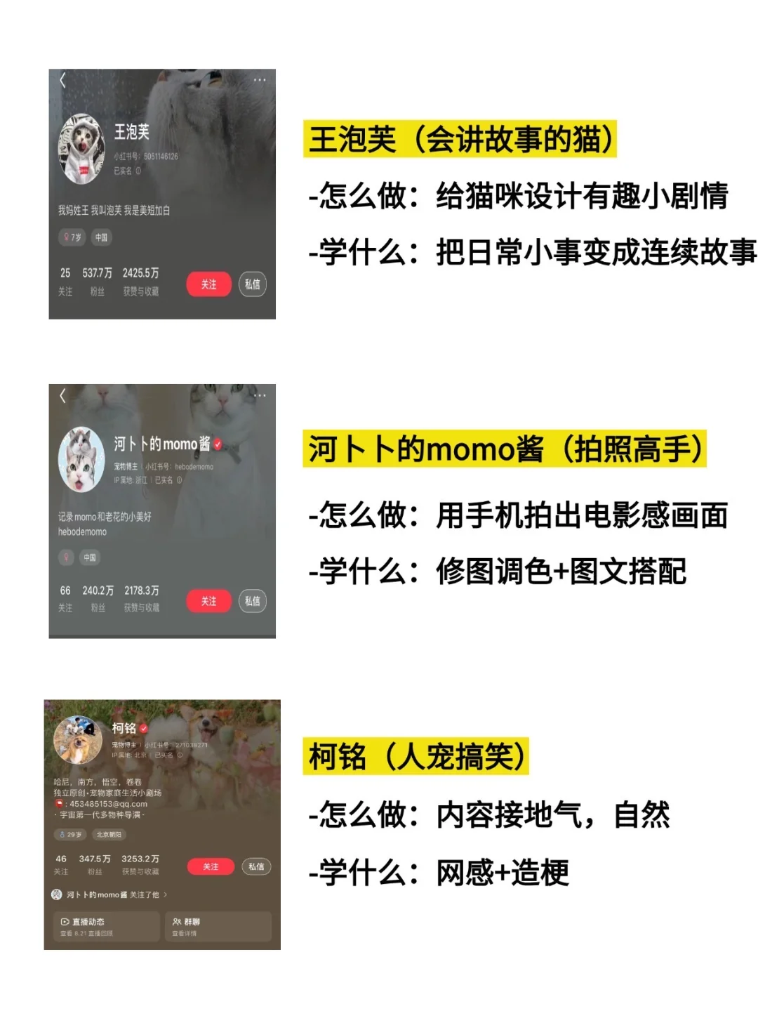 新手宠物博主学习他们就够了
