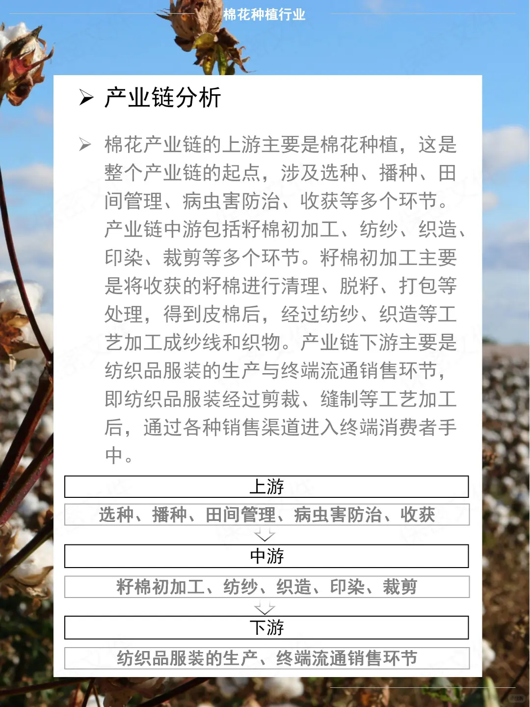 农业投资必看 - 棉花种植行研