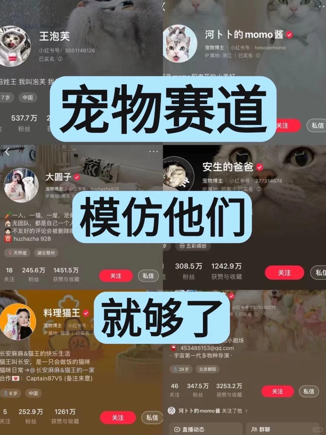 新手宠物博主学习他们就够了