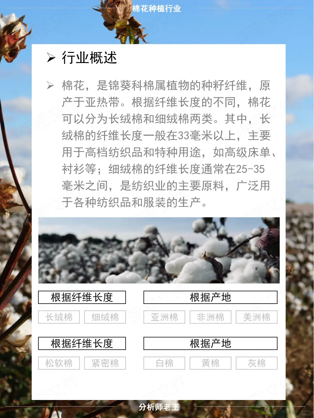 农业投资必看 - 棉花种植行研