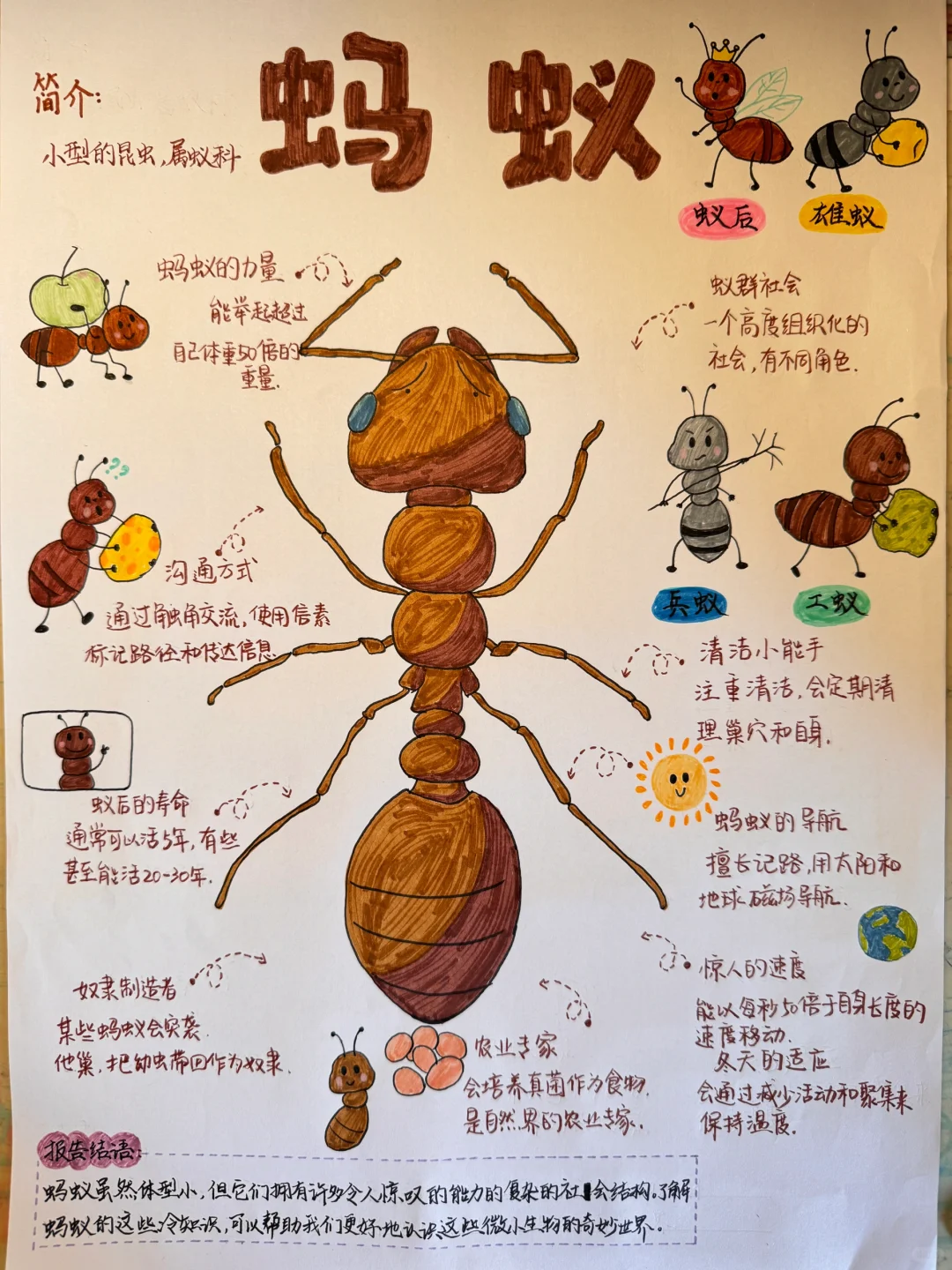 暑假作业之《蚂蚁观察报告》