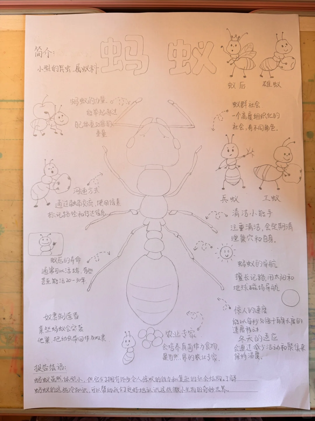 暑假作业之《蚂蚁观察报告》