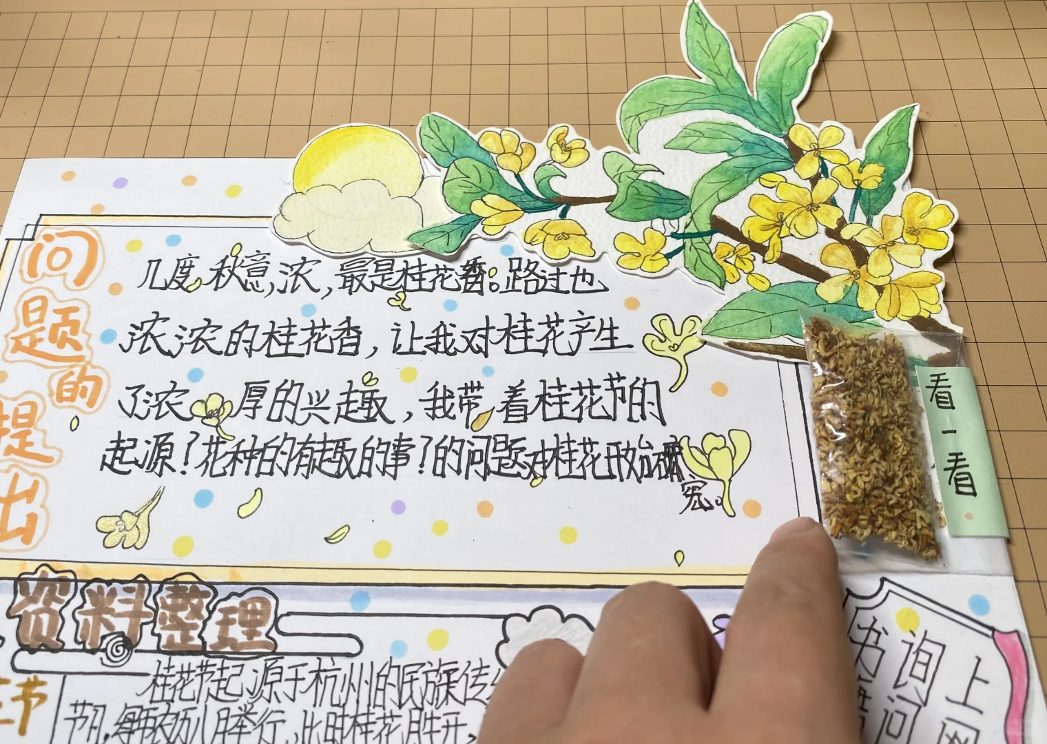 自制：关于桂花的研究报告（语文版）