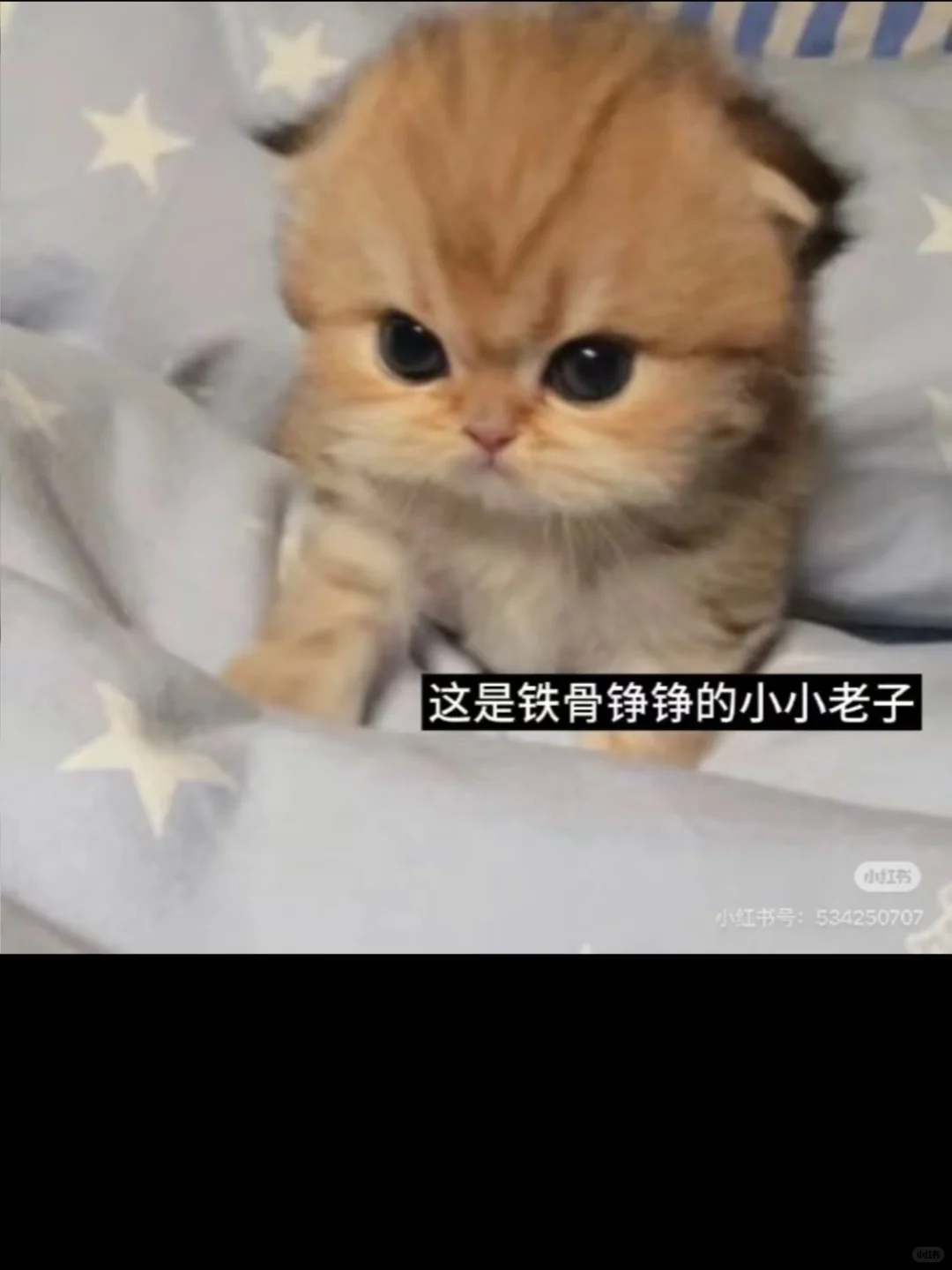 【股票学习】怎样提前知道这次会先拉哪?1