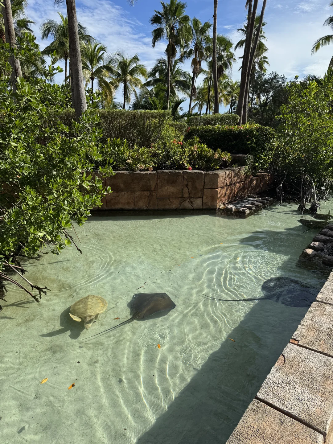 🌴【抵达第二天 · Atlantis Paradise Island