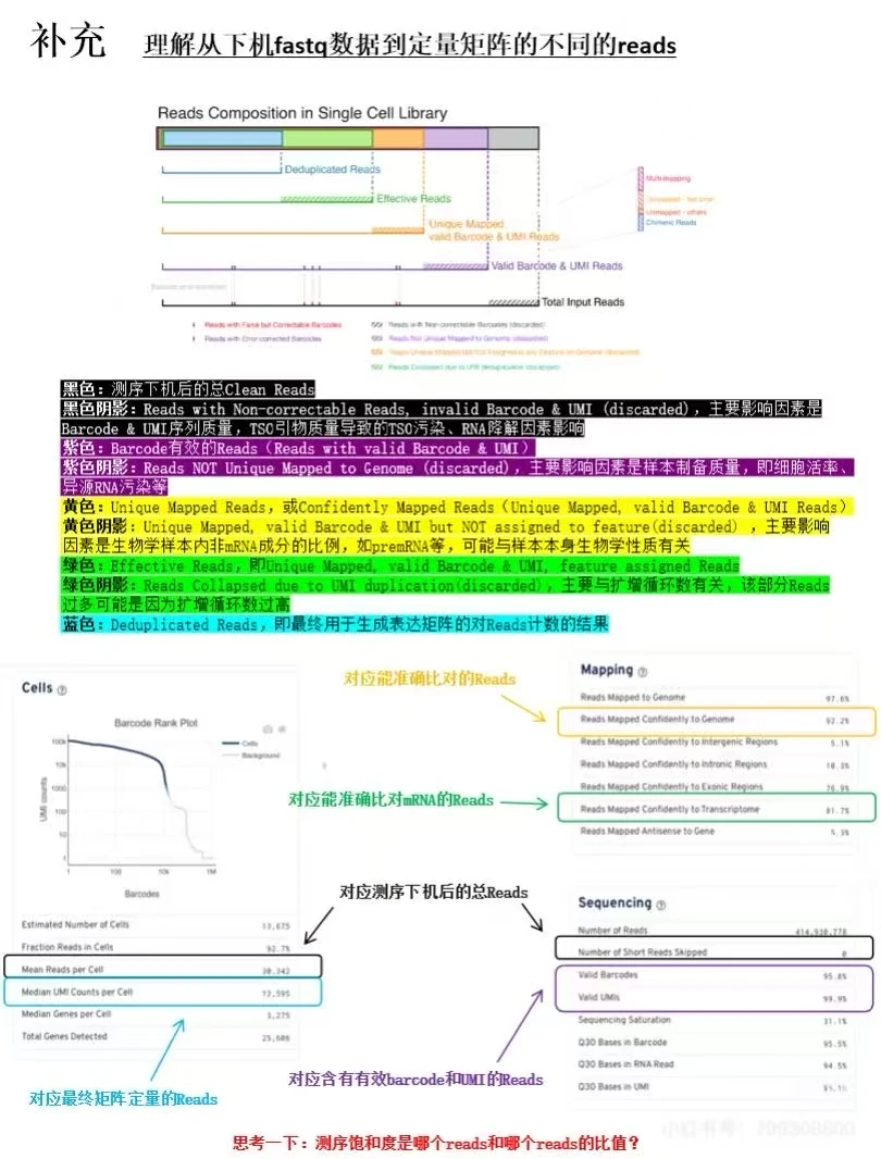 一文看懂单细胞cellranger数据质控报告解读