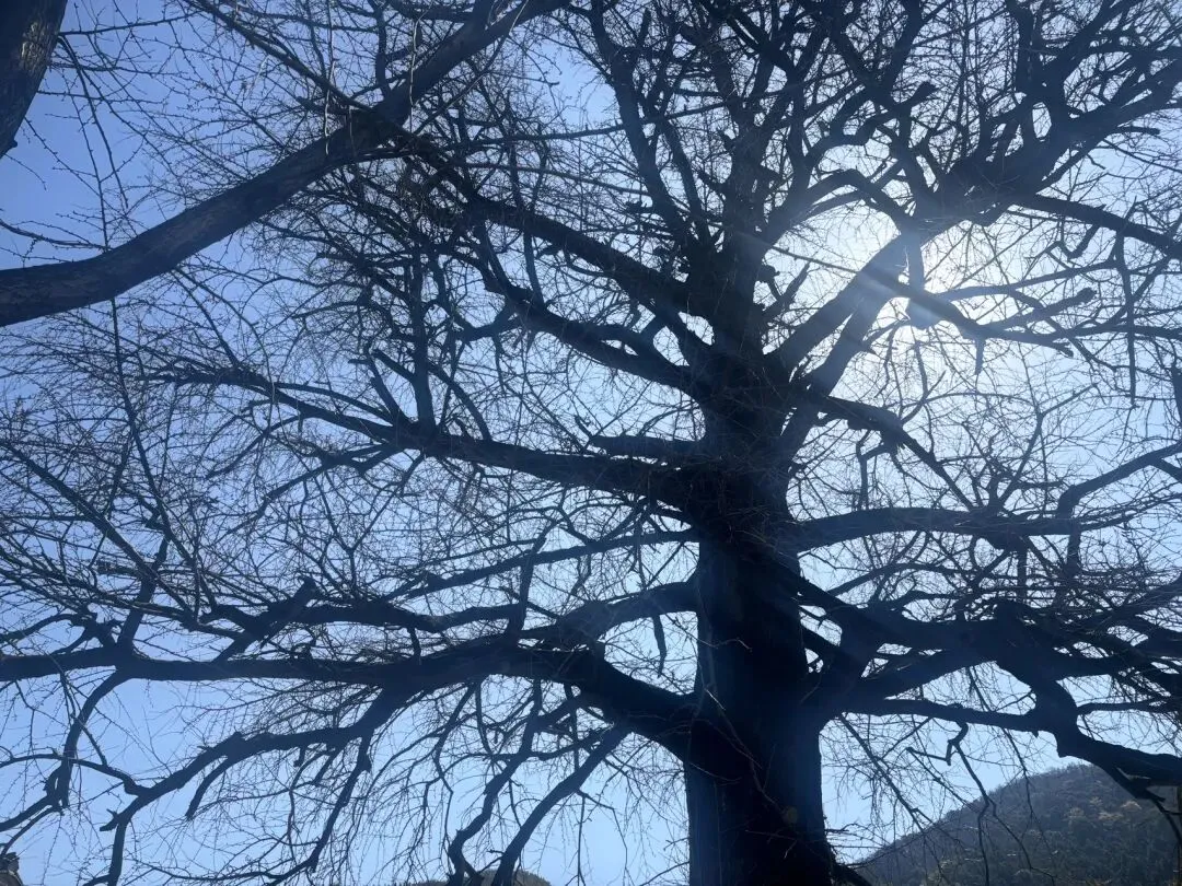 2家知名券商有人被香港廉政公署拘捕,涉嫌3.15亿的内幕交易