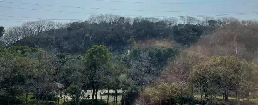 券商9年退役老兵透底:雪球发行=指数高位?散户避坑必看!