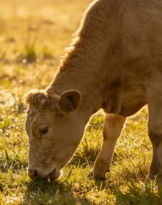 券商导致牛市快结束了吗? 兄弟们,持有券商是不是心态崩了?不敢相信自己了?